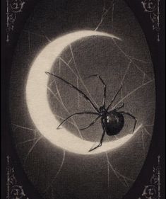 a spider sitting on top of a half moon