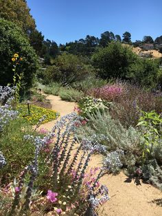 a garden filled with lots of different types of flowers and plants on top of dirt