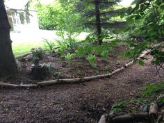 a fire hydrant sitting in the middle of a forest