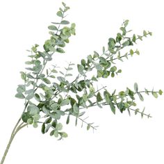 a plant with green leaves is shown on a white background