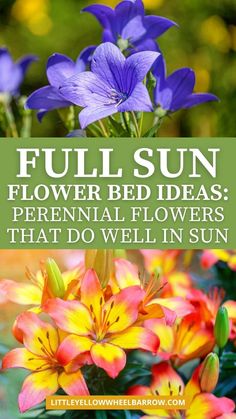 purple and yellow flowers with the words full sun flower bed ideas perennial flowers that do well in