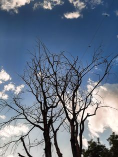 bare tree branches against the blue sky with clouds