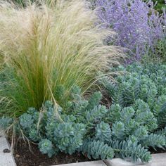 some very pretty flowers and plants in a garden