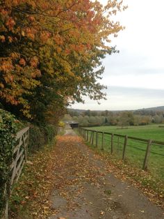 a dirt road surrounded by trees with leaves on the ground and grass in the background