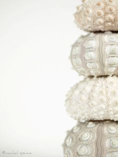 three sea shells stacked on top of each other in front of a white background,