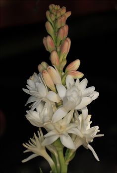 white flowers are in a vase on a table