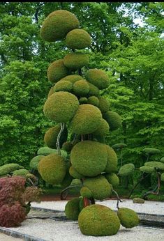 a very tall tree with lots of green balls on it's head in the middle of a garden