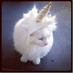 a white cat with a unicorn horn on it's head