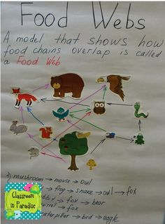 food webs are an important tool for students to learn