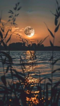 the full moon is shining brightly in the sky over water and reeds at sunset