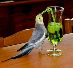 a bird standing next to a wine glass filled with green liquid and a straw in it's beak