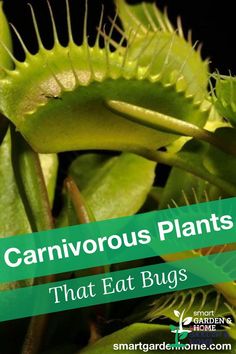 a close up of a plant with the words carnivorous plants that eat bugs