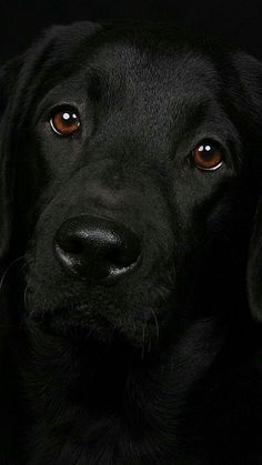 a black dog with orange eyes looking at the camera