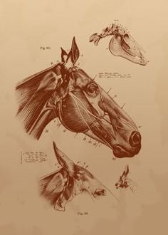 an image of horse's head and neck with other drawings on the wall behind it