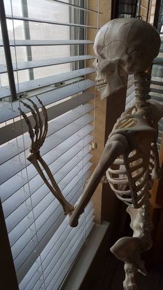 a skeleton standing next to a window with blinds on it's windowsills