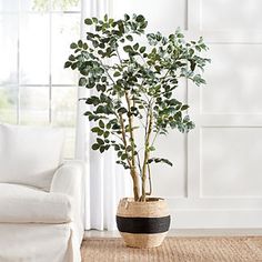 a potted plant sitting on top of a rug next to a white couch in a living room