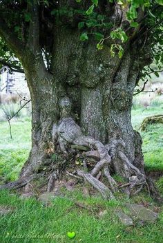 an old tree that is growing out of the ground