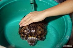 a small turtle in a green bowl being held by a person's hand over the top of it