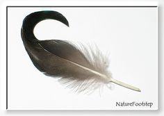 an image of a bird's feather on a white background