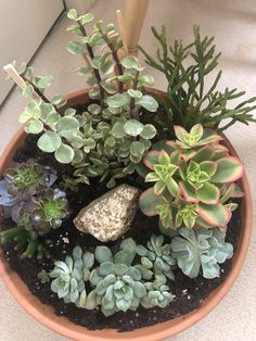 a potted plant filled with succulents and rocks