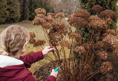 a woman is trimming some brown flowers