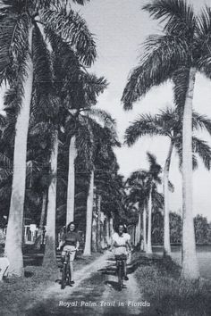 an old black and white photo of people riding bikes on a path between palm trees