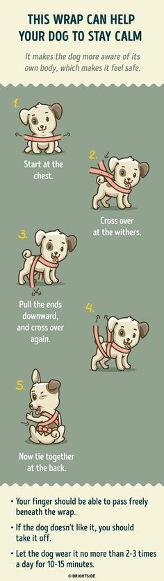 the instructions for how to tie a dog's collar