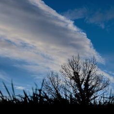 the silhouette of a tree against a blue sky with clouds in the backround