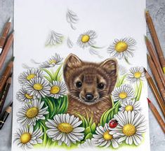 a drawing of a bear surrounded by daisies and ladybursts with colored pencils