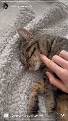 a person petting a sleeping cat on top of a blanket