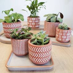 four potted plants sitting on top of a wooden table