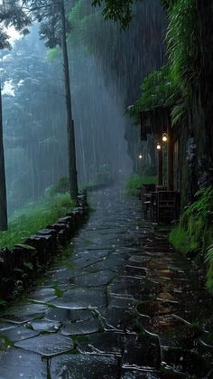 a rainy day in the forest with rain coming down and trees on either side of the path