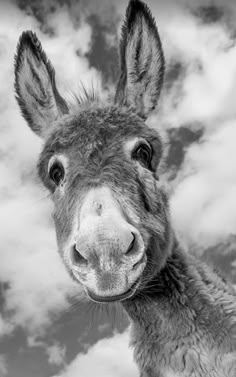 a black and white photo of a donkey's face with clouds in the background