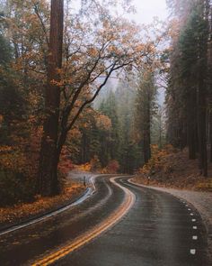 an empty road surrounded by trees in the fall