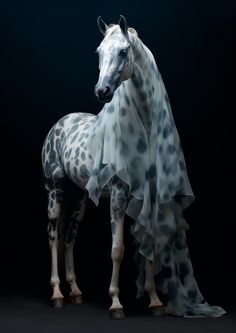 a white and black spotted horse standing next to a smaller one in front of a dark background