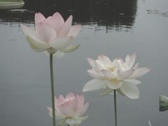 three pink and white water lilies in front of a body of water with lily pads