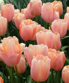 many pink tulips are blooming in the garden