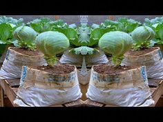 there are many lettuce plants growing in the garden bags on top of each other