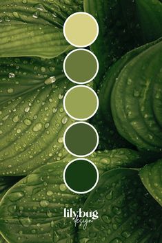 Lush Green Leaf Colour Palette by Lilybug Design Green Monochrome Color Palette, Leaf Colour Palette, Natural Green Palette, Colour Palette Monochrome, Nature Green Color Palette, Leaf Green Color Palette, Mood Board Green Colour Palettes, Green Aesthetic Palette