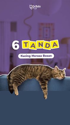 a cat laying on top of a blue couch with the words tanda written above it