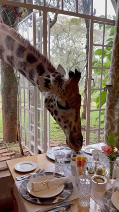 a giraffe sticking its head over a table with plates and silverware on it