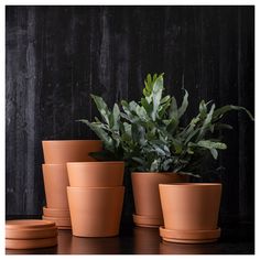 several clay pots with plants in them on a table