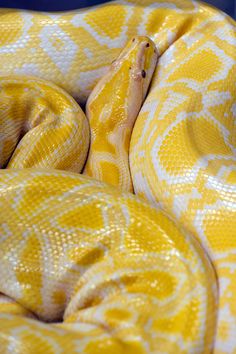 a yellow and white snake is curled up