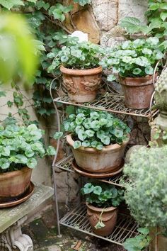 many potted plants are on shelves in the garden