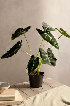 a potted plant sitting on top of a wooden table next to a stack of books