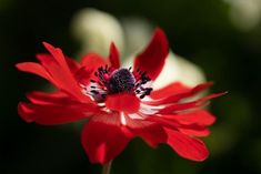 a red and white flower with green leaves in the background