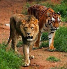 two tigers walking down a dirt road next to grass