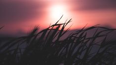 the sun is setting behind some tall grass