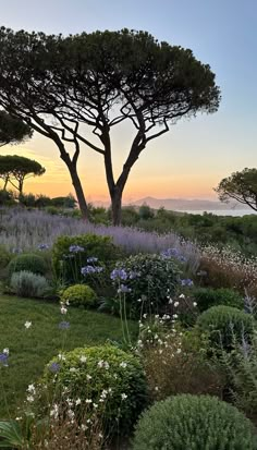 the sun is setting behind some trees and flowers in this garden with lavenders on the ground