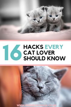 two kittens laying on top of each other with the words 16 hacks every cat lover should know